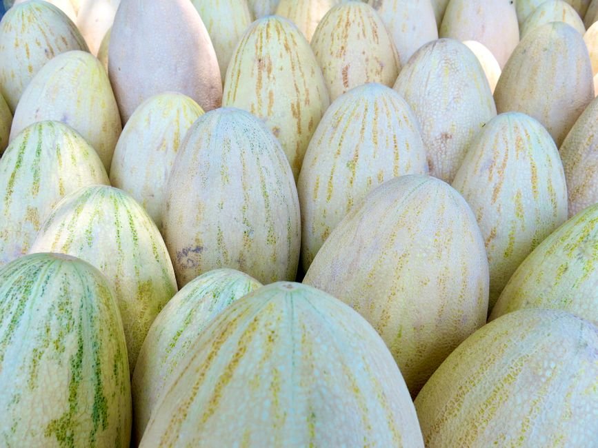 Casaba melon variety