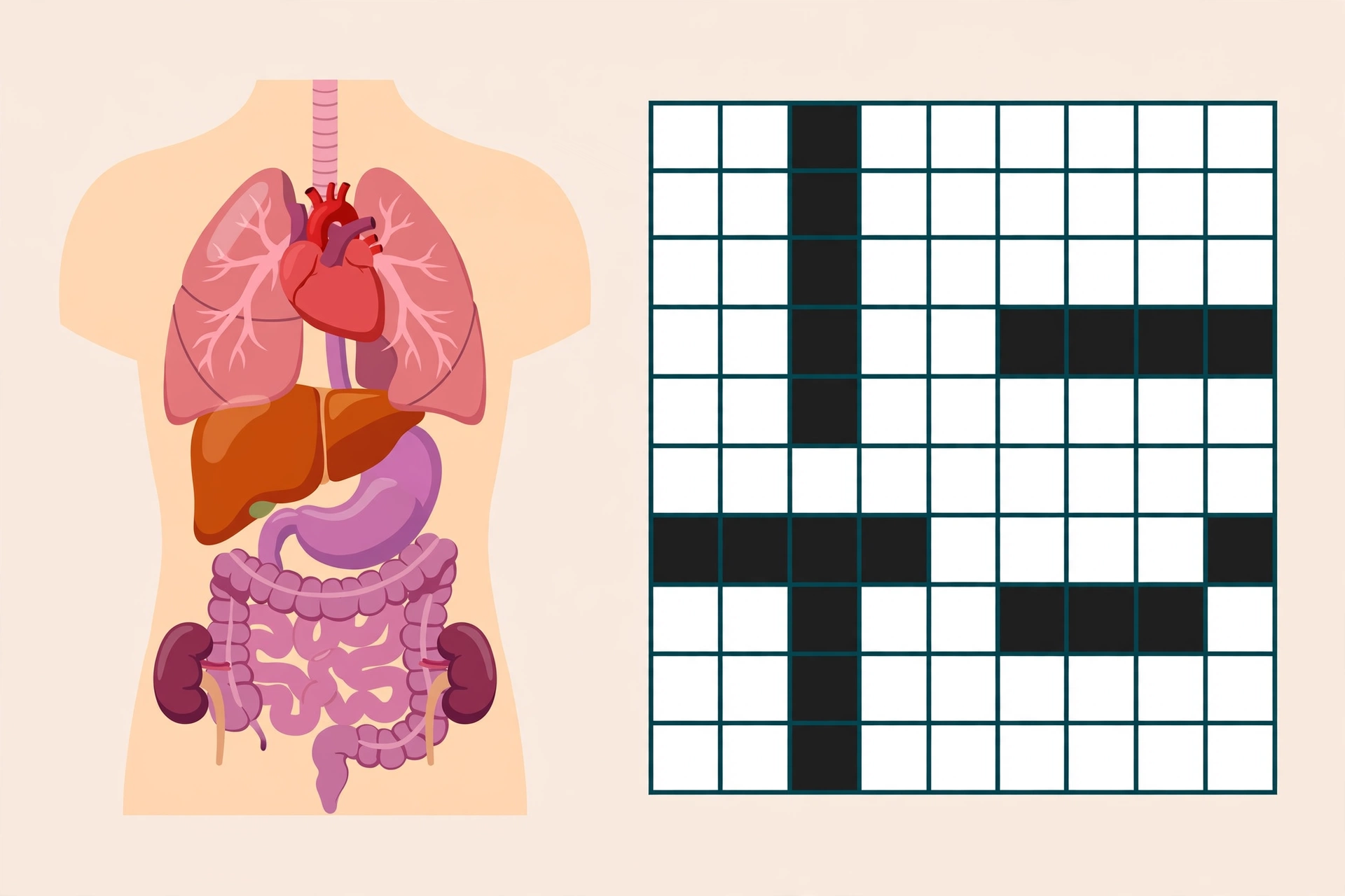 Human anatomy diagram showing internal organs beside a crossword grid, flat vector illustration with no text