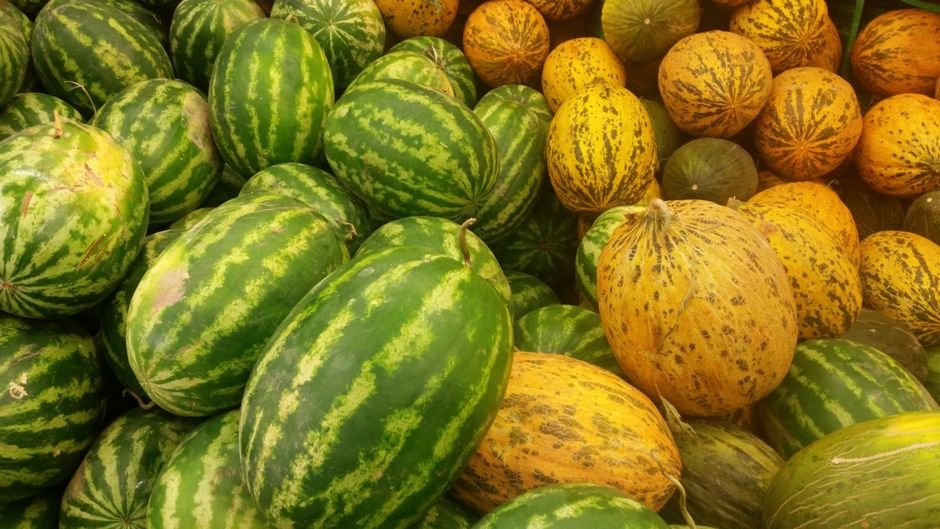 Crenshaw Citron Casaba melon varieties